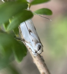 Plectophila discalis