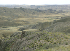 Caragana balchaschensis