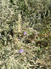 Echium vulgare