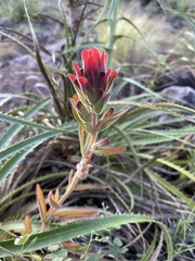 Castilleja arvensis pastorei
