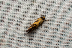 Olbonoma triptycha