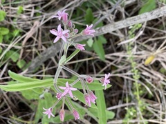 Oxypetalum solanoides