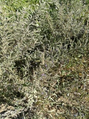 Echium vulgare
