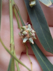 Dasineura glomerata