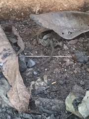 Cnemaspis mysoriensis