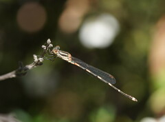 Austrolestes leda
