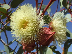 Eucalyptus pachyphylla