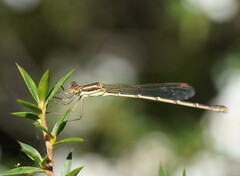 Austrolestes analis