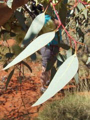 Eucalyptus pachyphylla