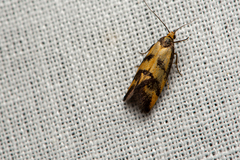 Olbonoma triptycha