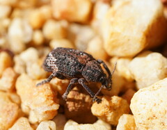 Oxyops fasciatus