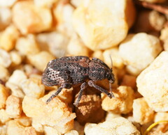 Oxyops fasciatus