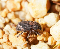 Oxyops fasciatus