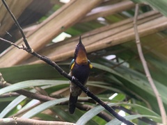 Leptocoma calcostetha