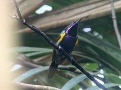 Leptocoma calcostetha