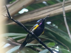 Leptocoma calcostetha