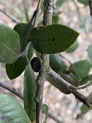 Disholandricus chrysolepidis