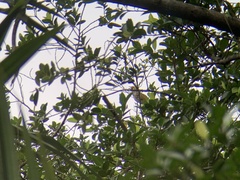 Pycnonotus zeylanicus