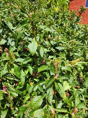 Phytolacca bogotensis