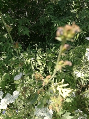 Cichorium intybus