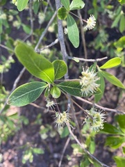 Terminalia australis