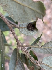 Disholandricus lasius