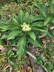 Solanum oblongifolium