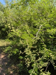 Senegalia bonariensis