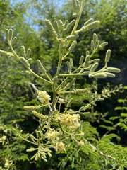 Senegalia bonariensis