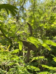 Senegalia bonariensis