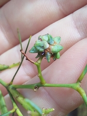 Dasineura glomerata