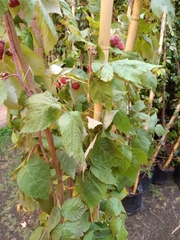 Rubus idaeus