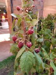 Rubus idaeus