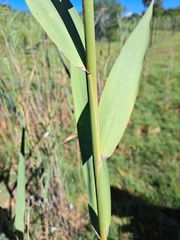 Arundo donax