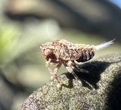 Danepteryx barbarae