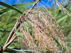 Arundo donax