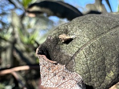 Danepteryx barbarae