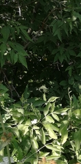 Acer negundo