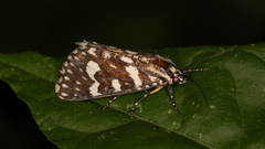 Ipanica cornigera