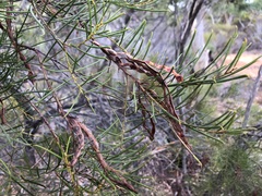 Acacia calamifolia