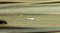 Niphonympha oxydelta