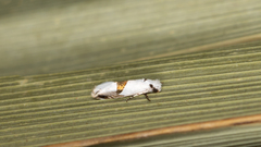 Niphonympha oxydelta