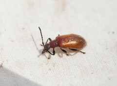 Metriolagria affinis