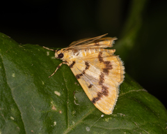 Dichocrocis clytusalis