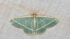 Mixocera latilineata