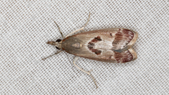Syntonarcha iriastis