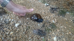 Powelliphanta