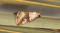 Maliattha amorpha