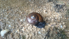 Powelliphanta
