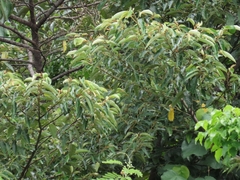 Alphitonia zizyphoides